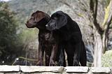 LABRADOR 712